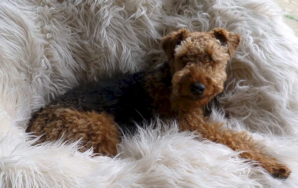 Pudel Terrier