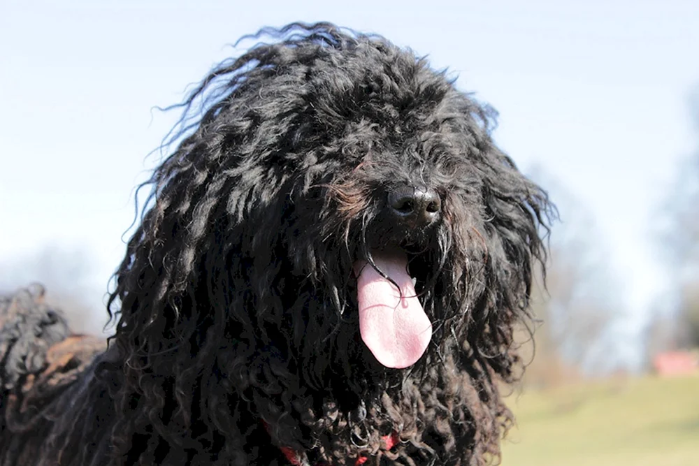 Pudel Terrier Schwarz