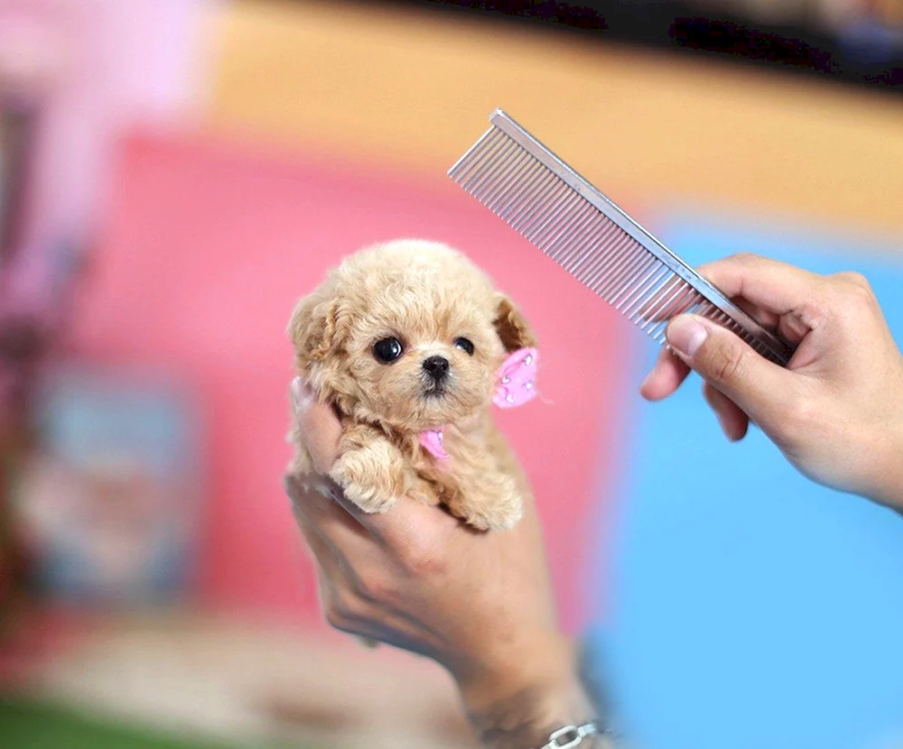 Maltipoo. micro
