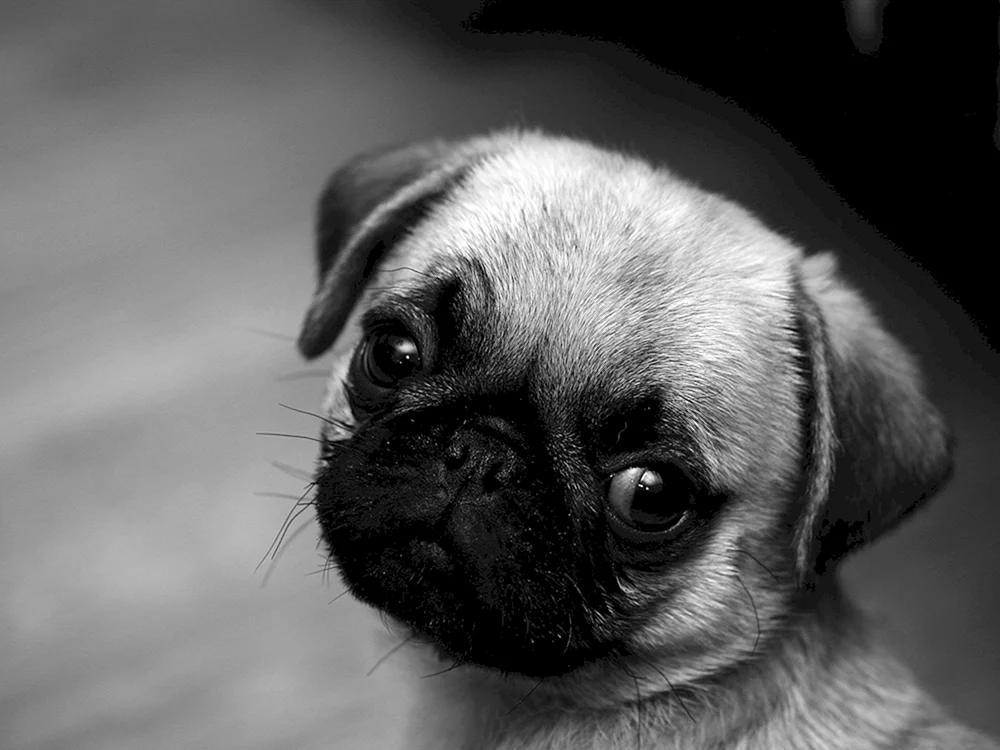 Mops und Möpse