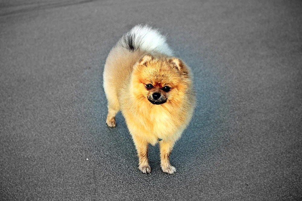 Alopezie beim Spitz