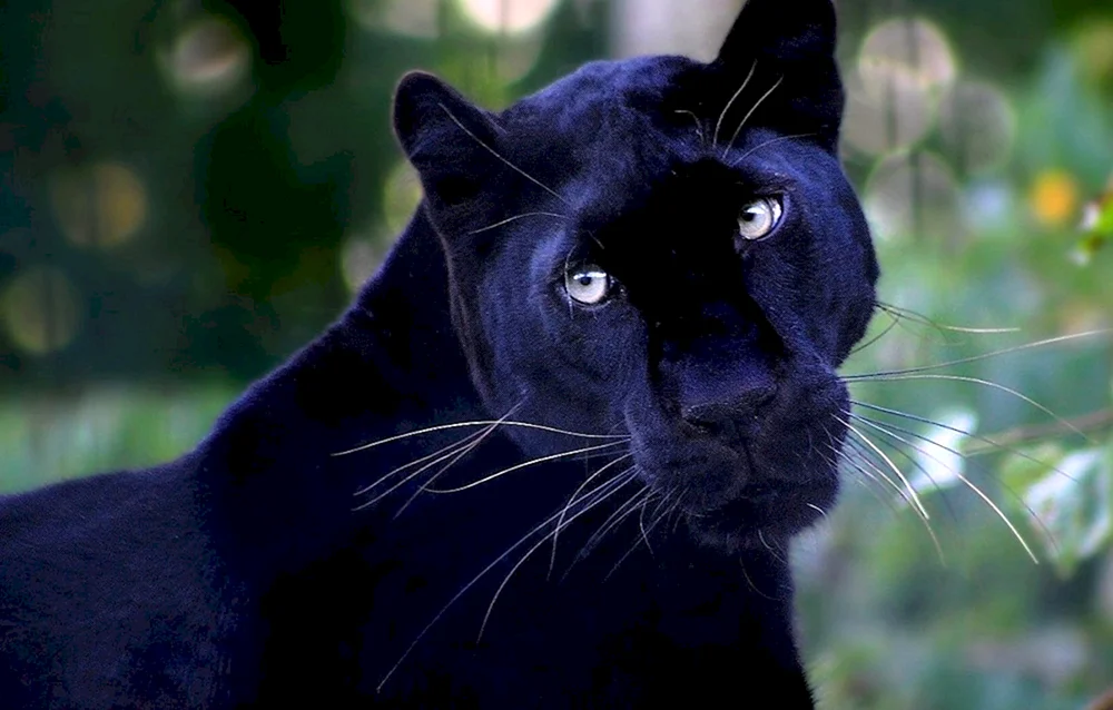 Puma Bagheera