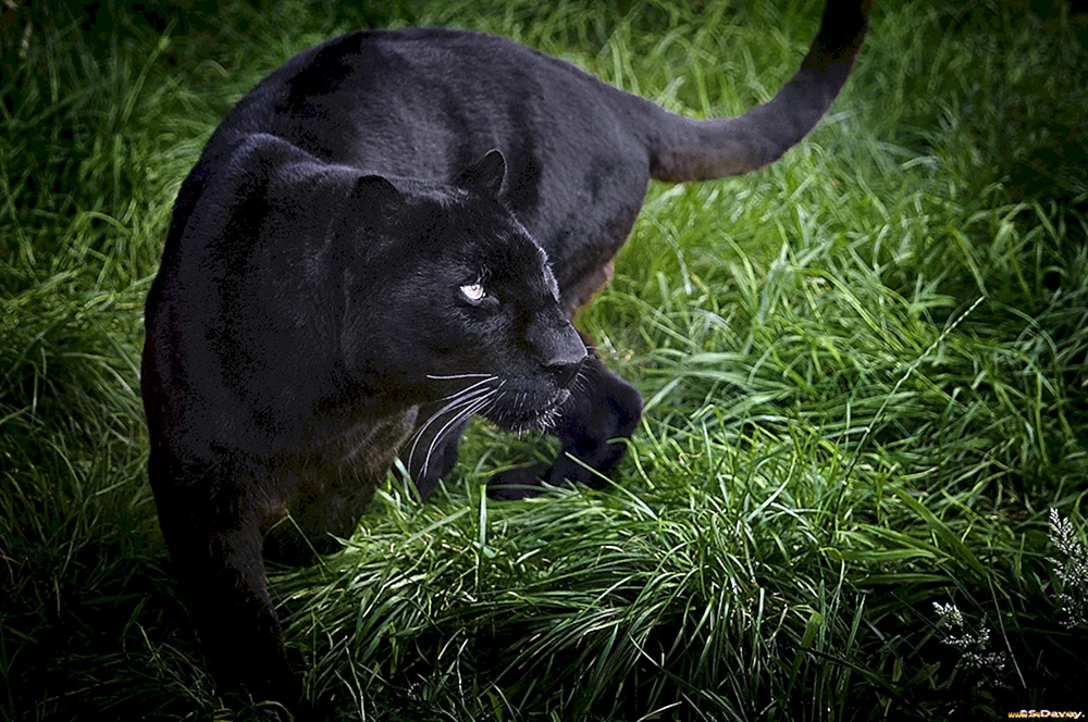 Jaguar melanist und Panther