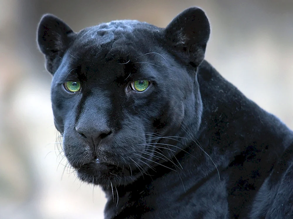 Puma schwarz puma Jaguar panther