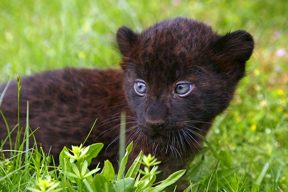 Puma schwarz