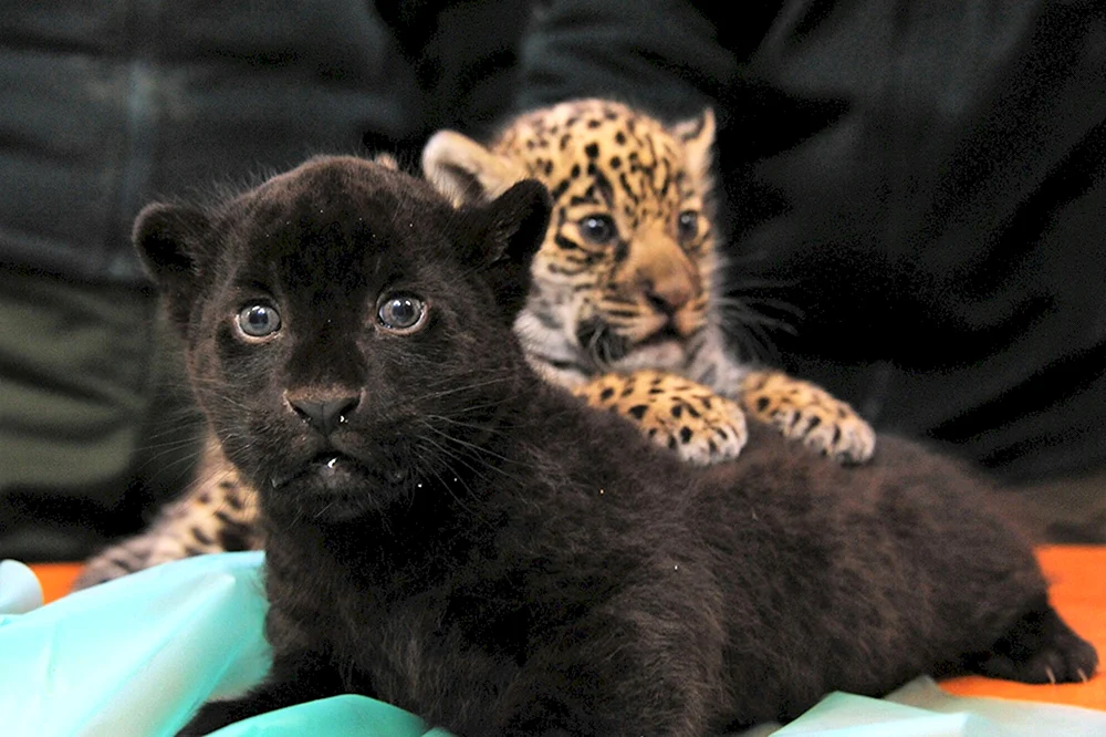 Pantherjunges schwarz