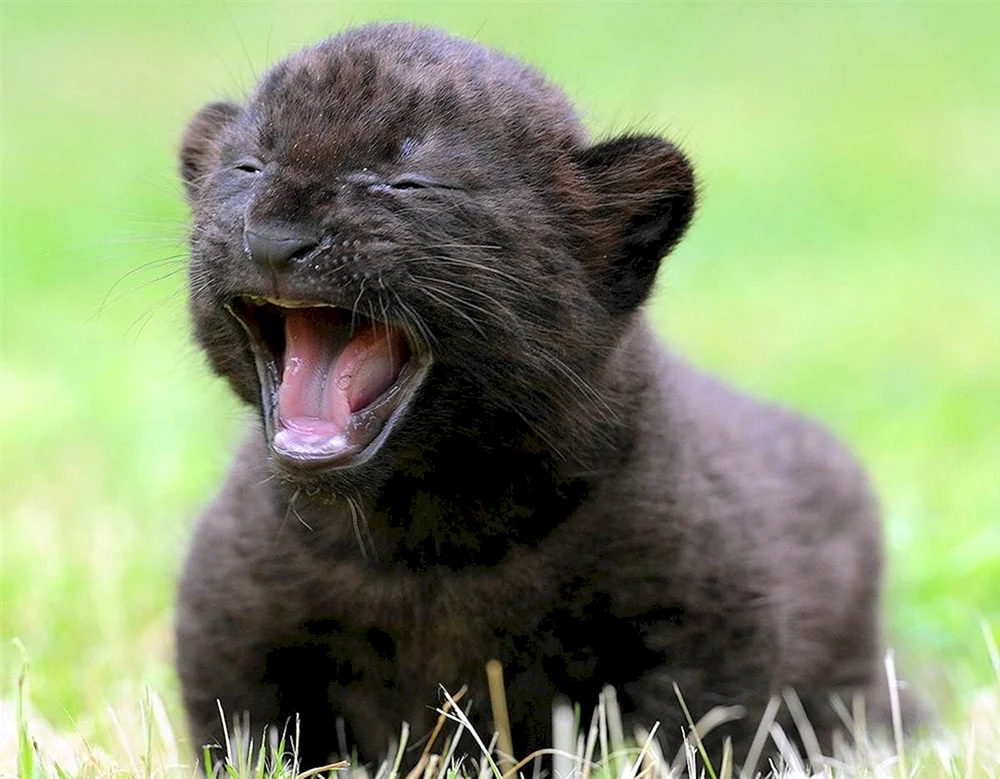 Pantherjunges schwarz