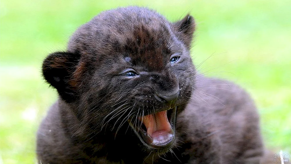 Pantherjunges schwarz