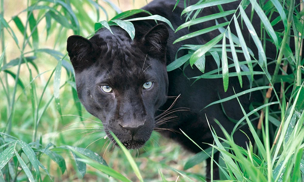 Panther melanist