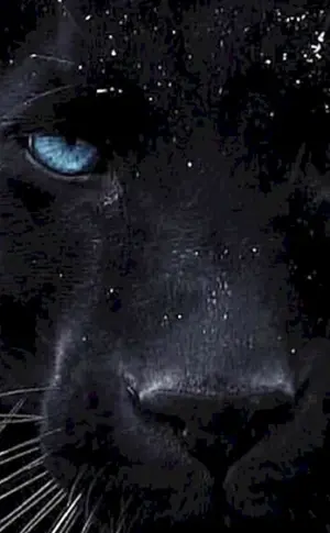 Puma und Panther