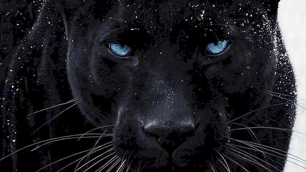 Puma und Panther