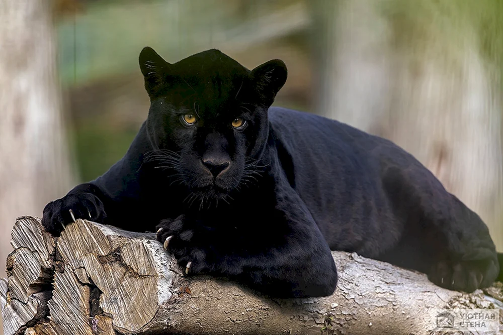 Puma und Panther