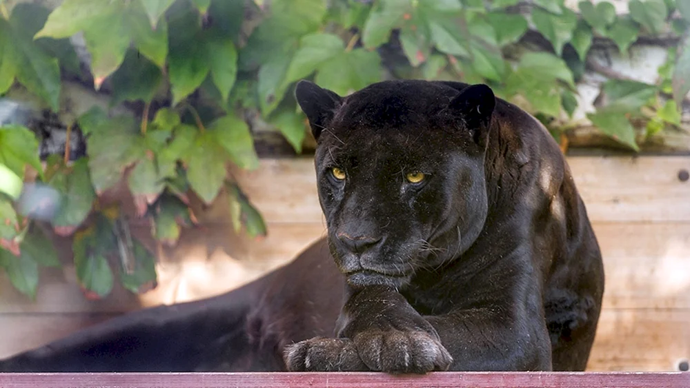 Panther melanist