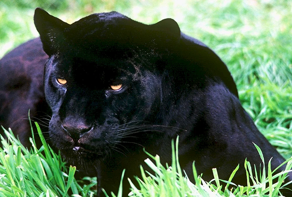 Hepard Melanist