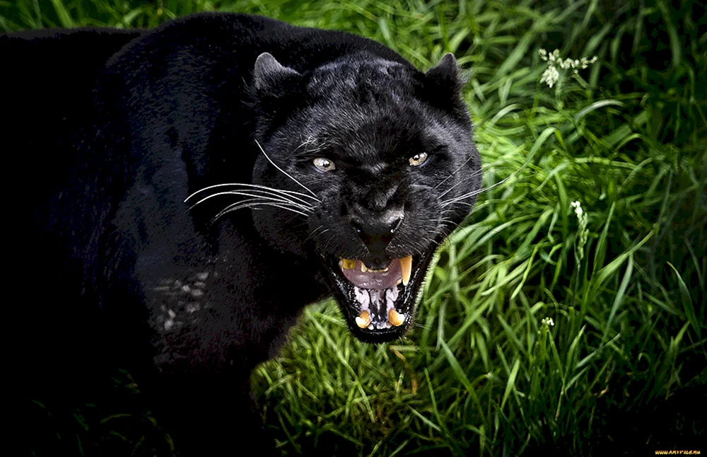 Puma Bagheera
