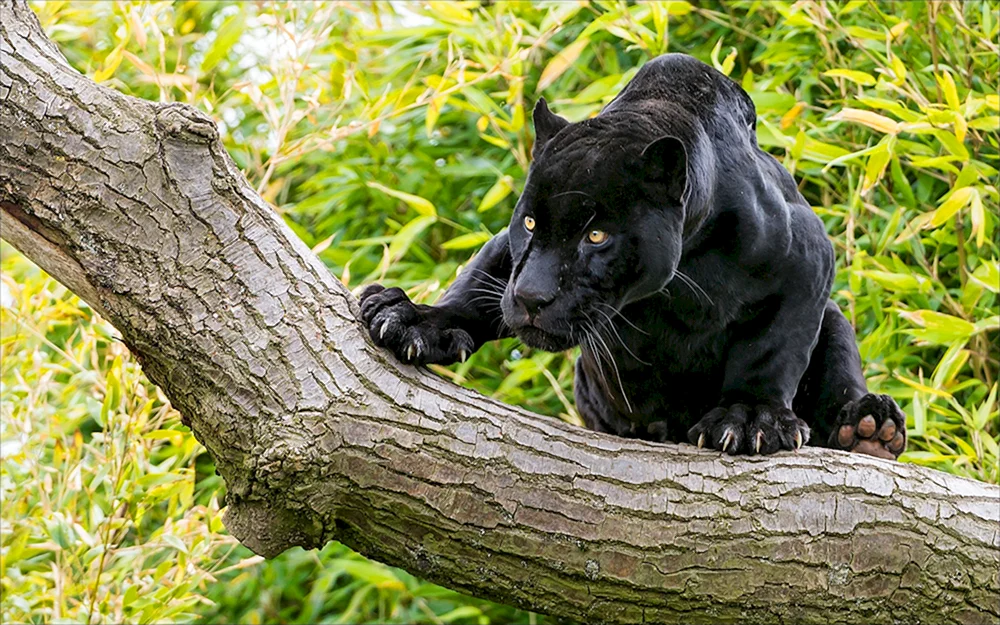 Panther im Moskauer Zoo