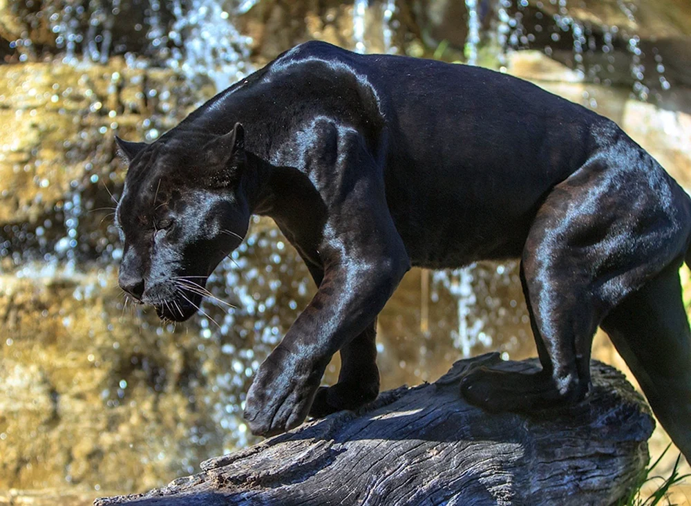 Puma Jaguar Melanist