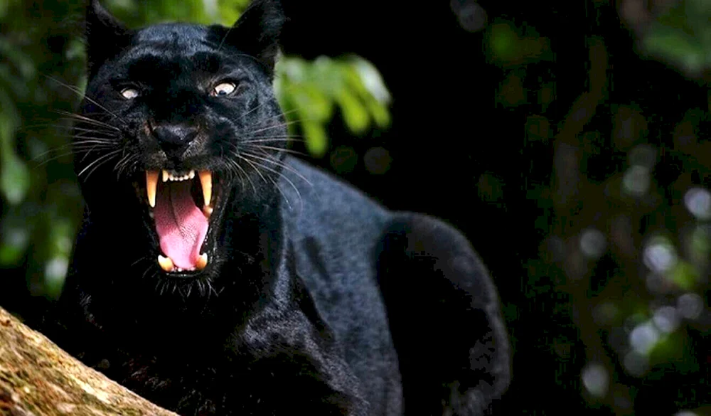 Jaguar melanist