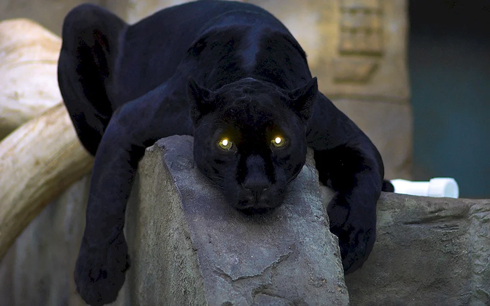 Panther melanist