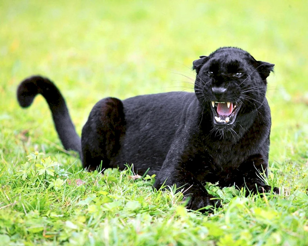 Puma melanistisch