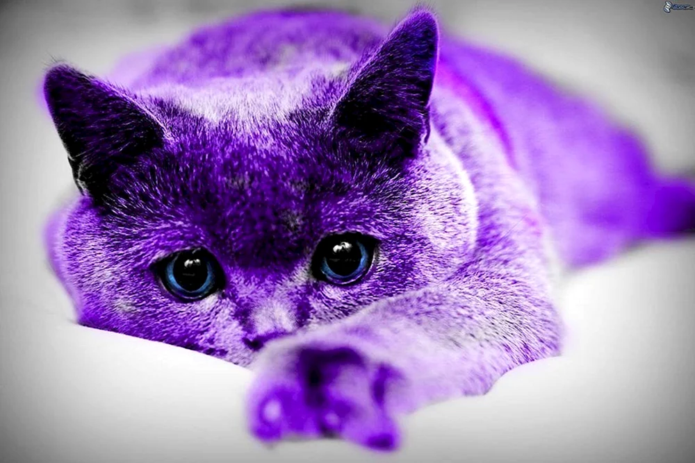 Lila Katze