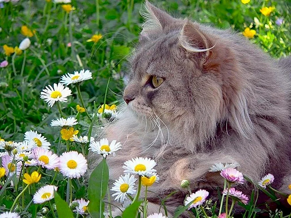 Pelzige Katze