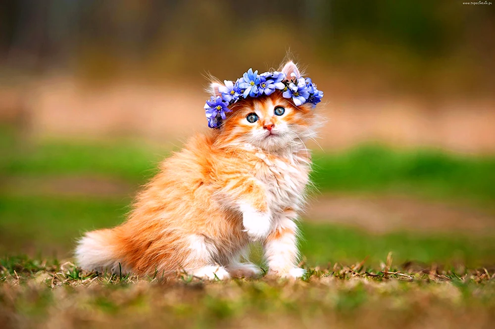 Süße Katze