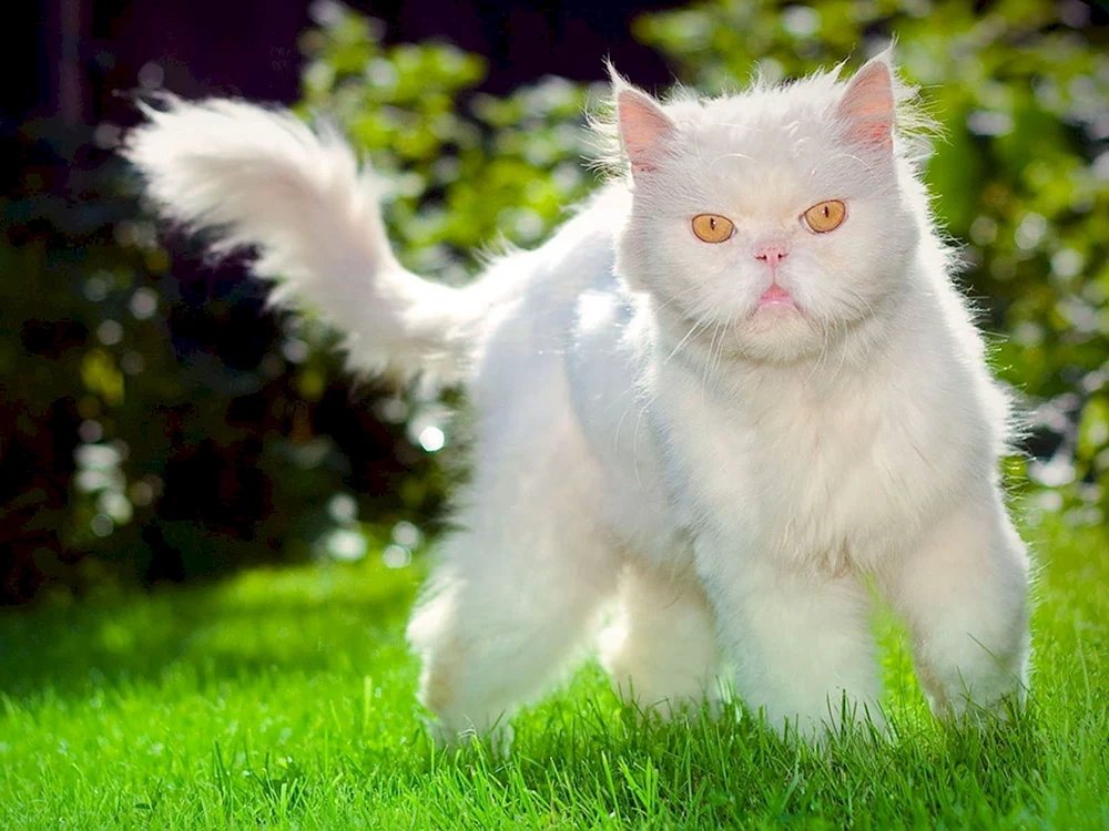 Pelzkatze