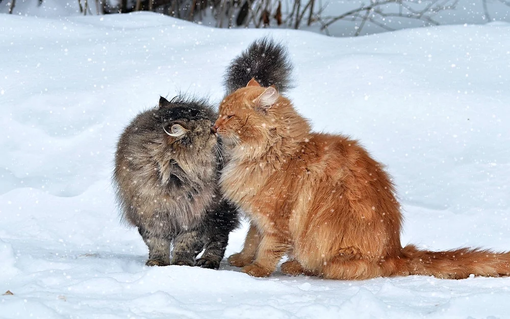 Katzen im Winter