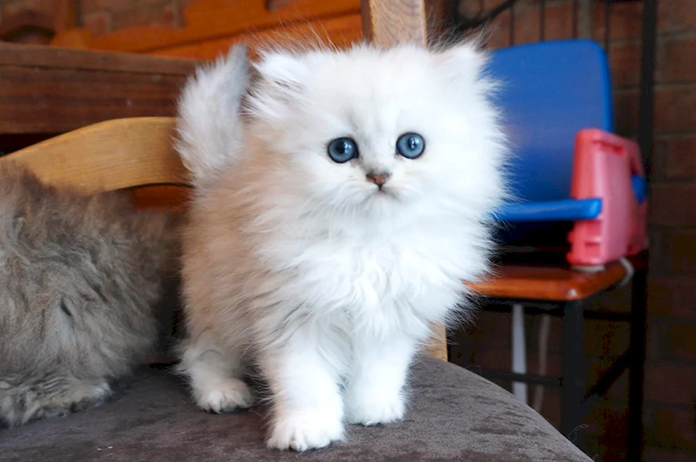 Graue Plüschkatze