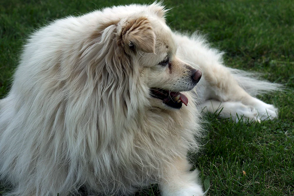 Tibetan Mastiff
