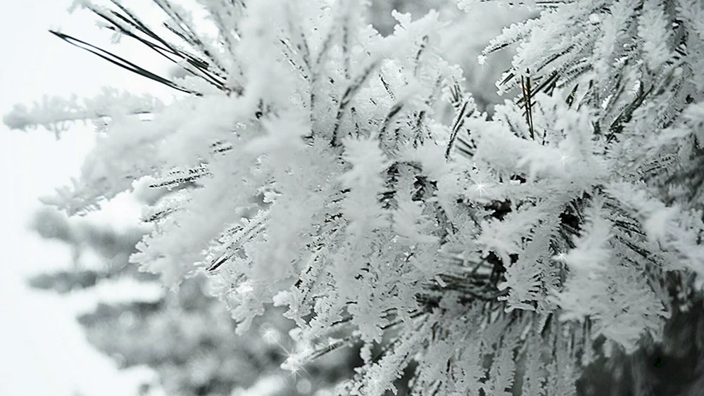 Frühwinter