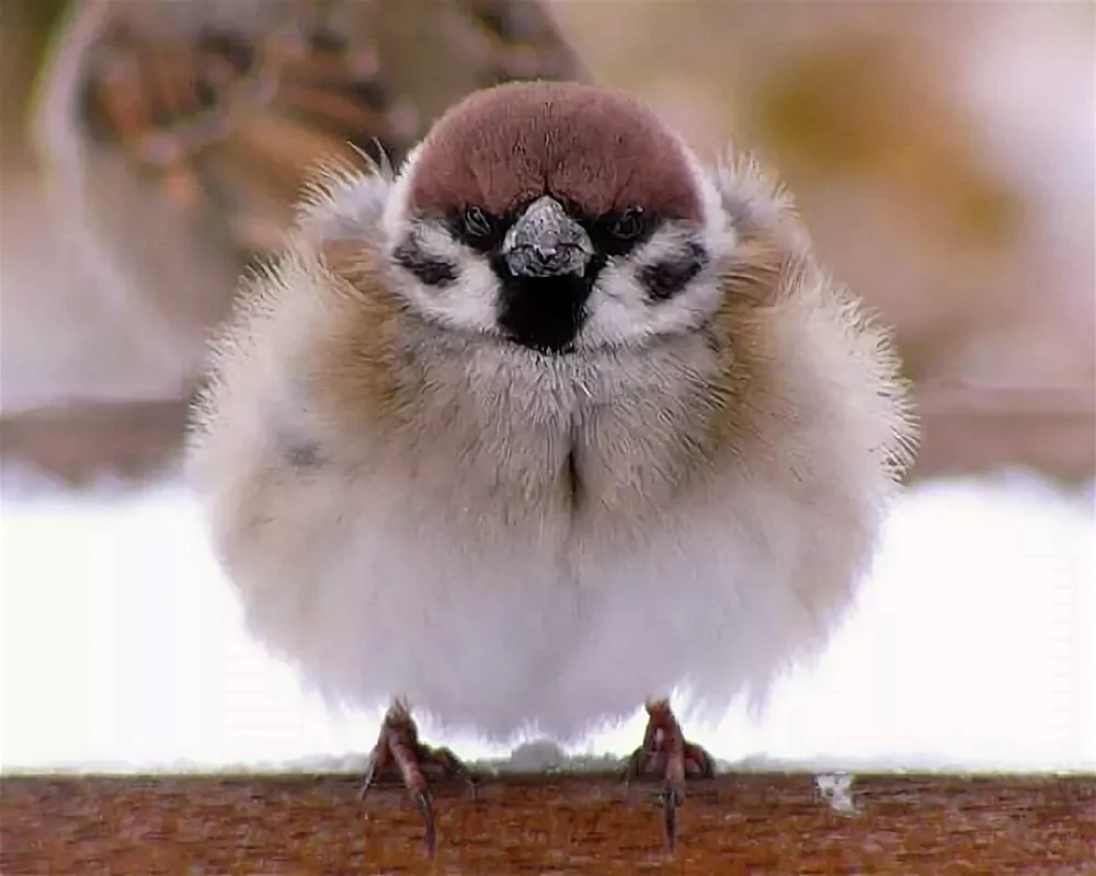 Flacher Spatz