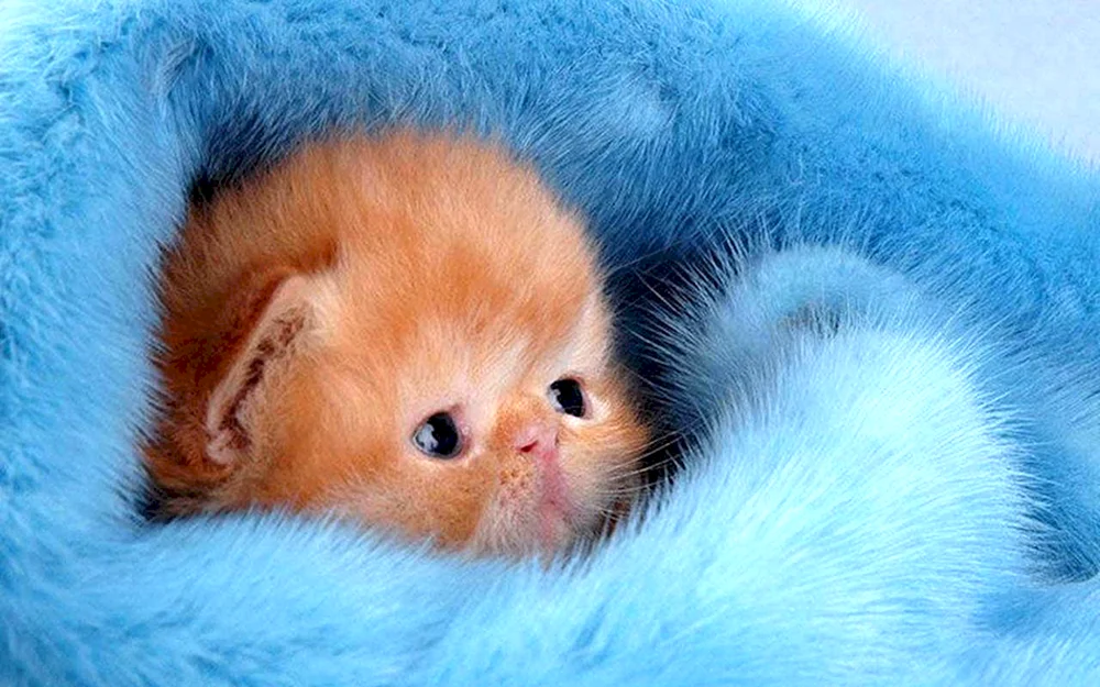 Süße Katzen