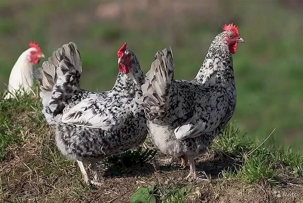 Puschkin gestreiftes Huhn. marmorierte Hühnerrasse