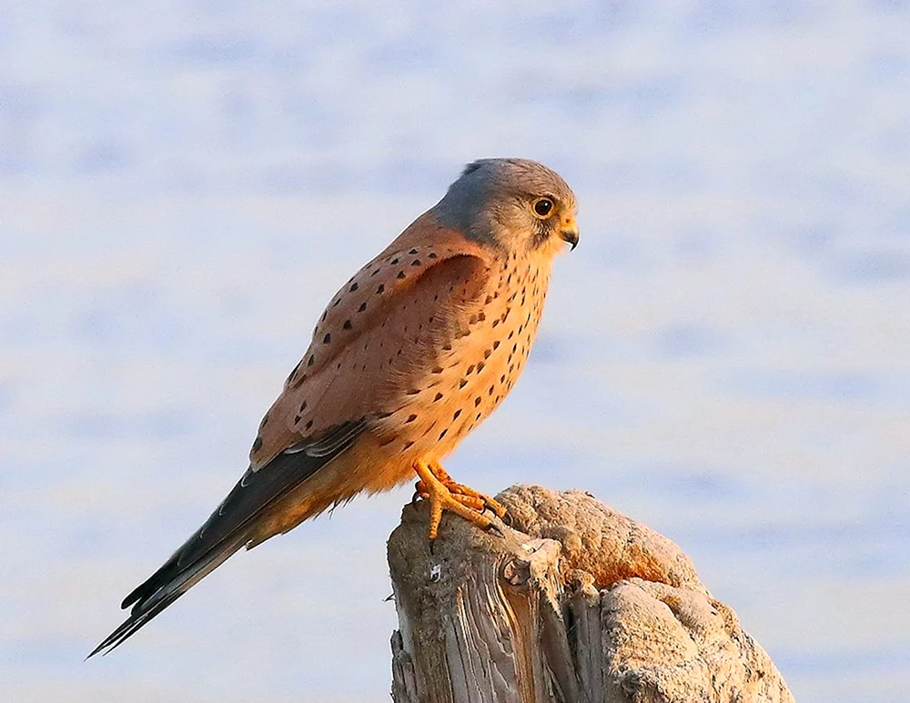 Falkenfalke