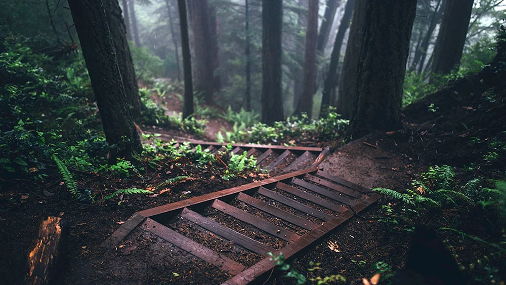Leerer Wald