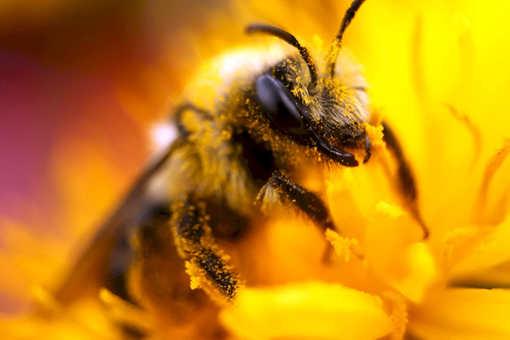 Bienenpollen