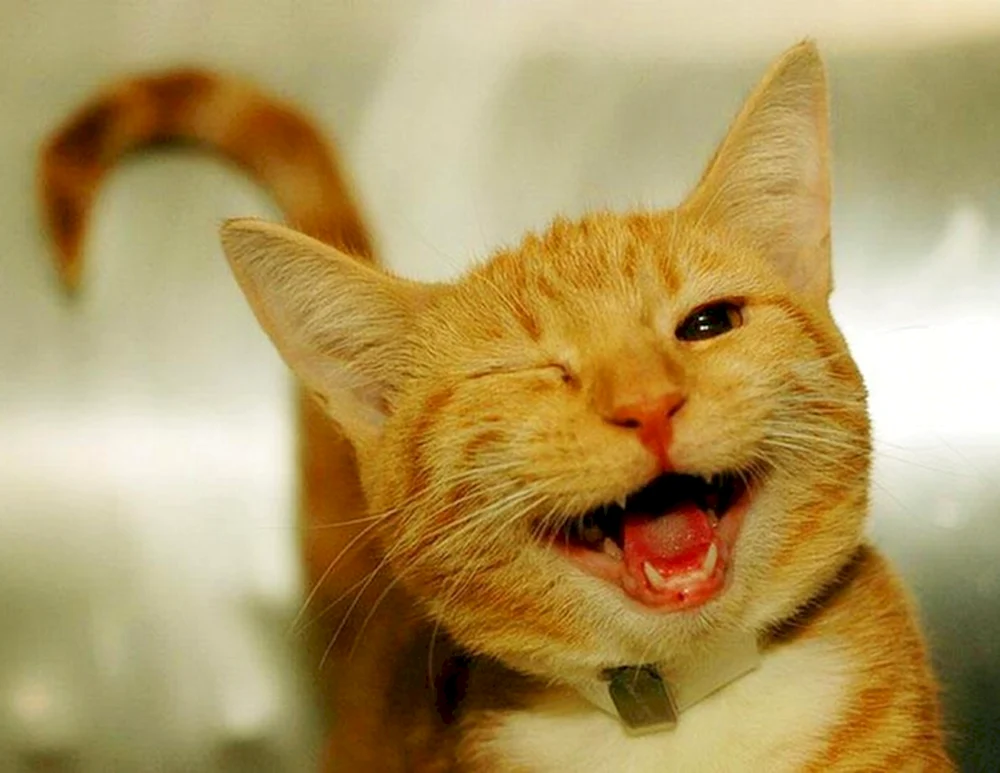 Lustige Katze
