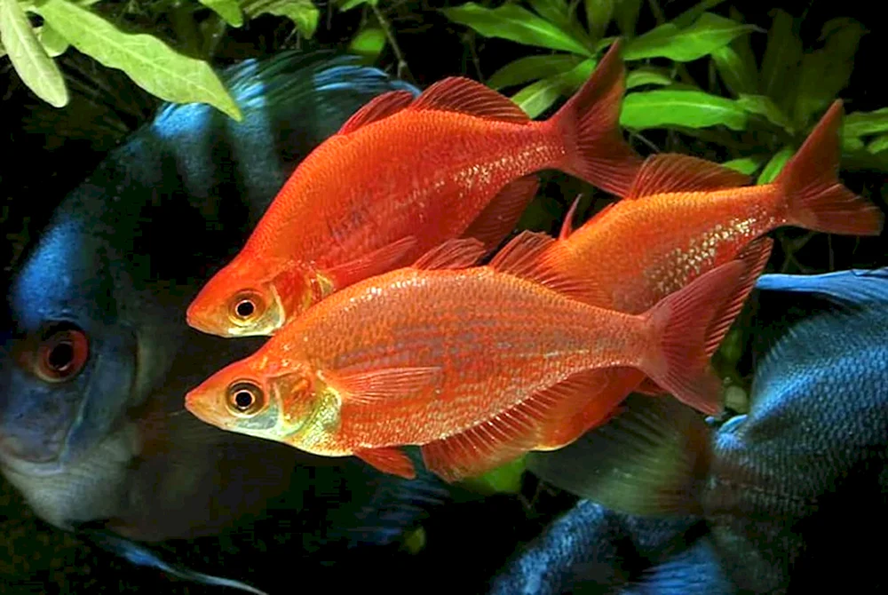 Roter Albino-Regenbogen Glossolepis rot