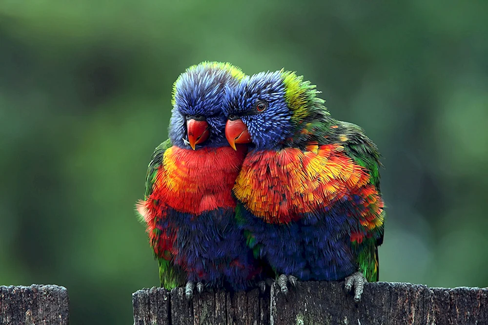 Bunte Tiere