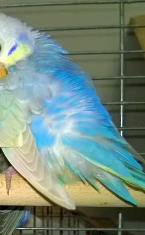 Regenbogenpapagei