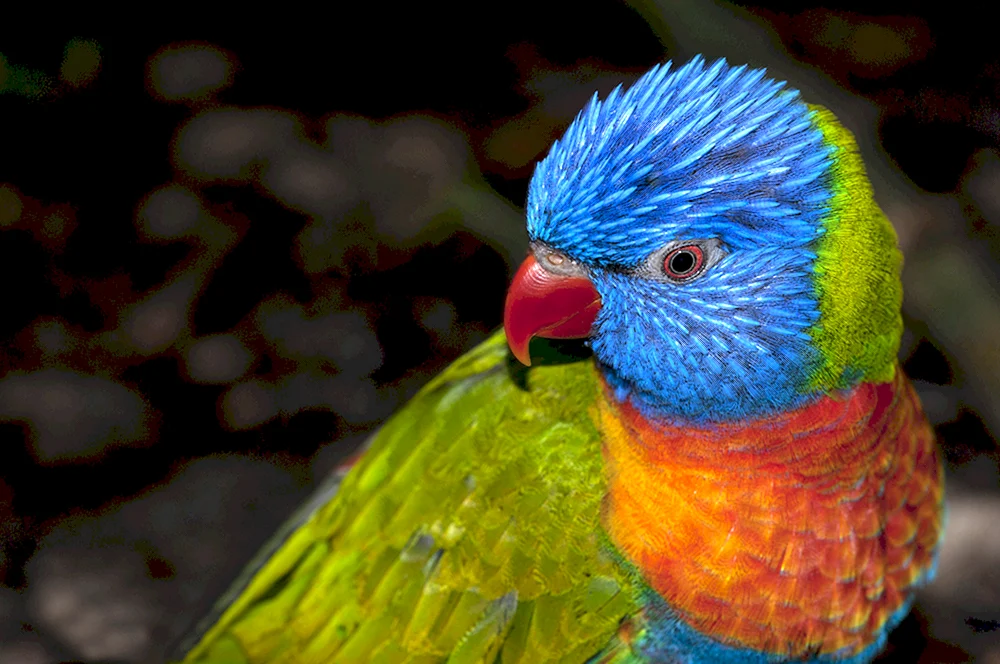 Lila Regenbogen-Wackelpapagei