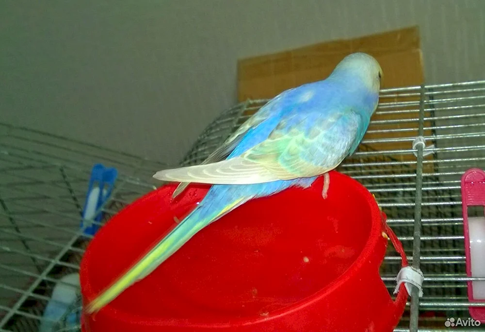 Papageienweibchen singt