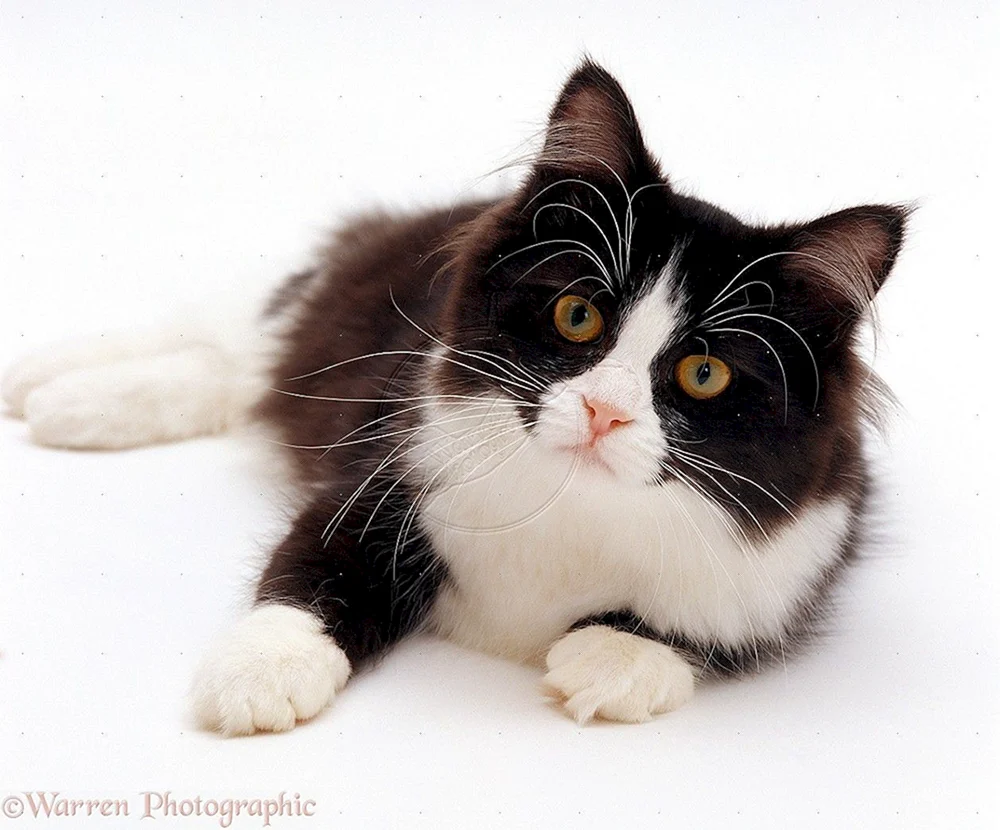 Ragamuffin bicolour