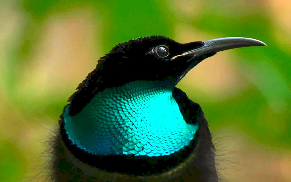 Jaybird Männchen und Weibchen