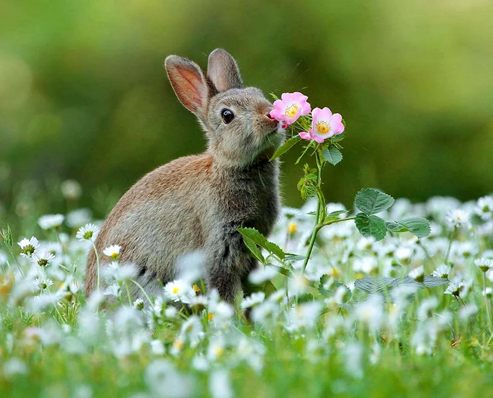 Rusatnik Hase