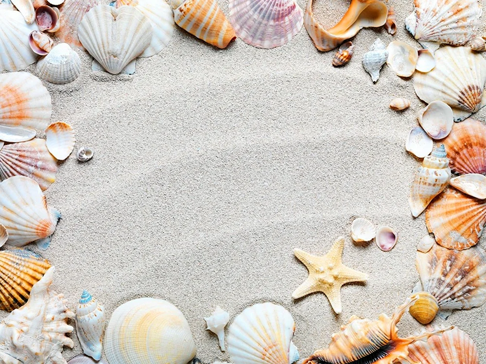 Meeresmuscheln
