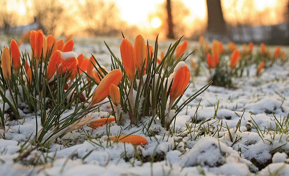 Krokusse und Schneeglöckchen