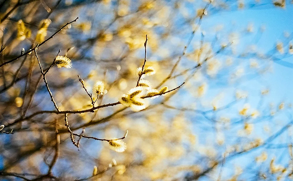 Sonnige Frühlingssonne